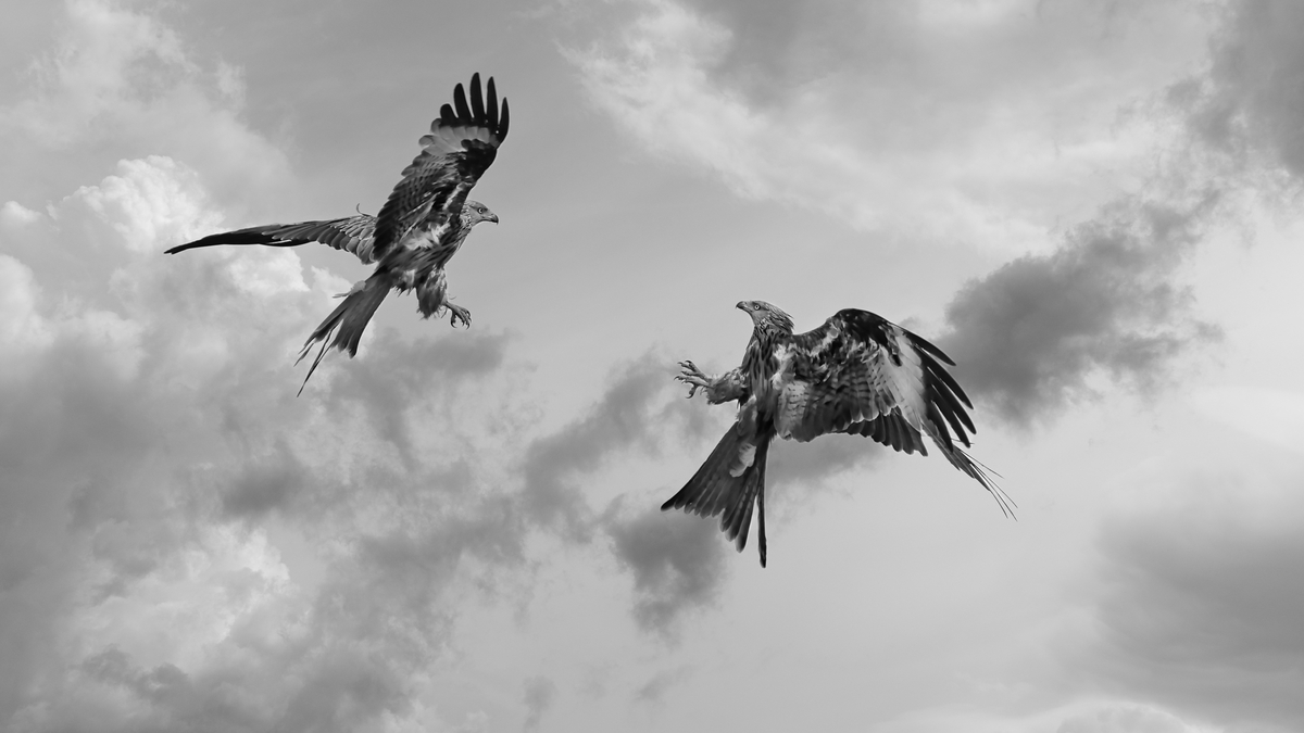2nd - Air to air combat - Graham Turner